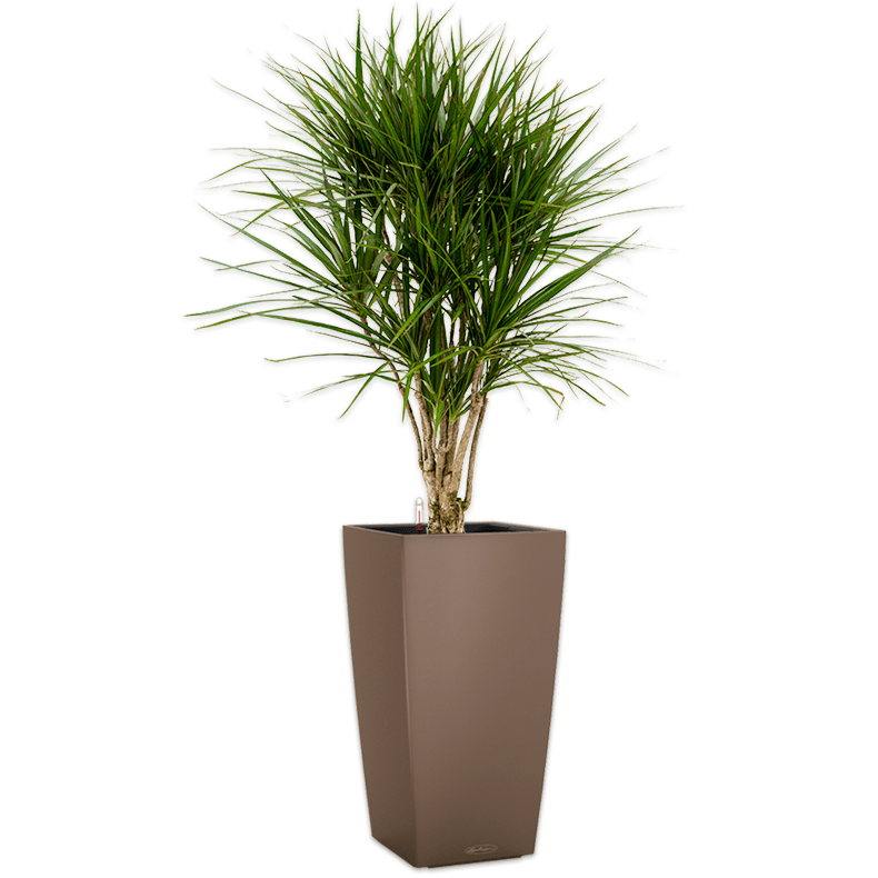 Indoor Plant